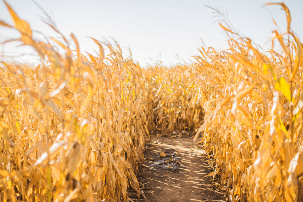 corn-maze-Center-Grove-Orchard-Cambridgeiowa-1024x683