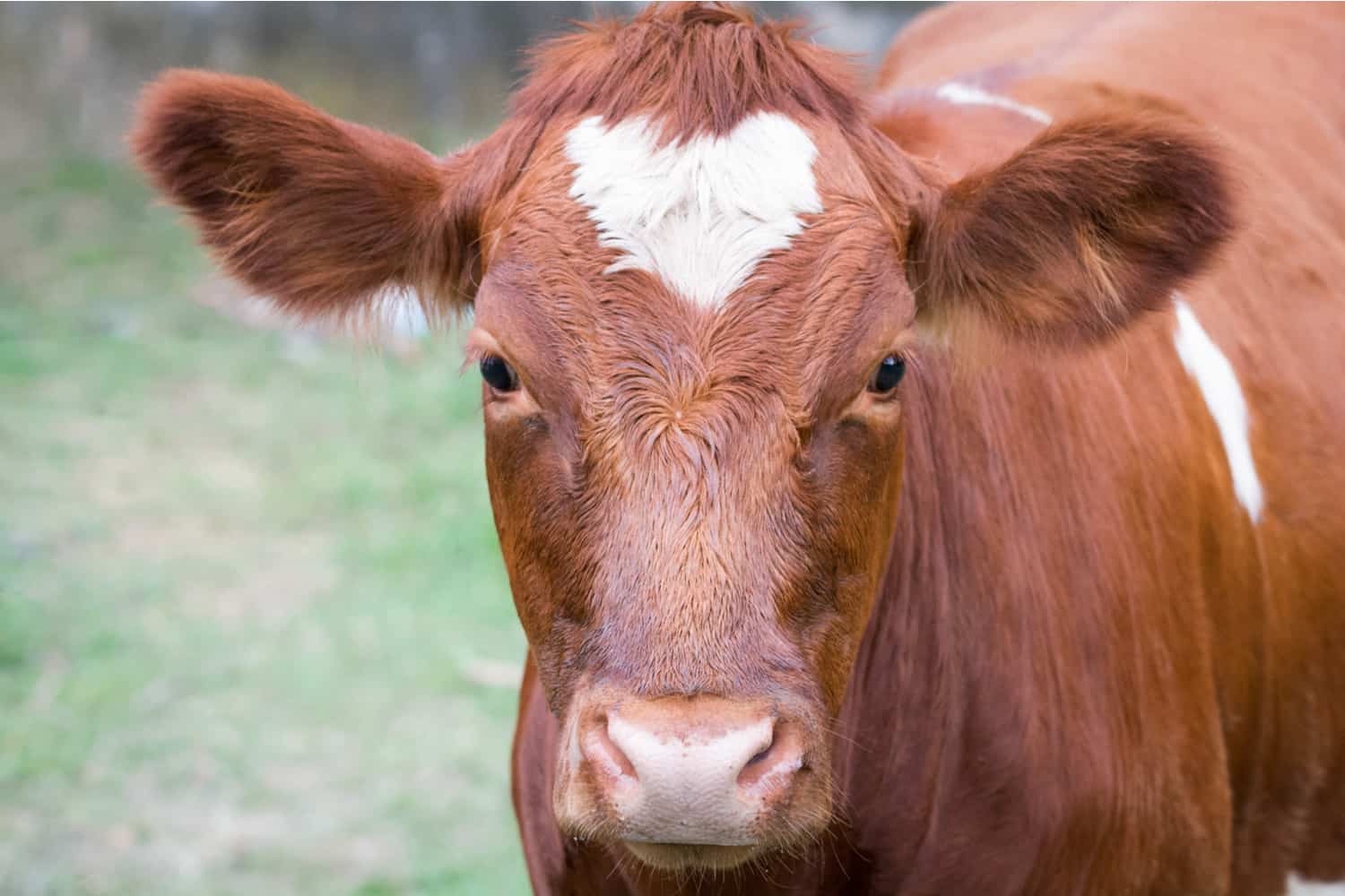 shutterstock_699649609-1