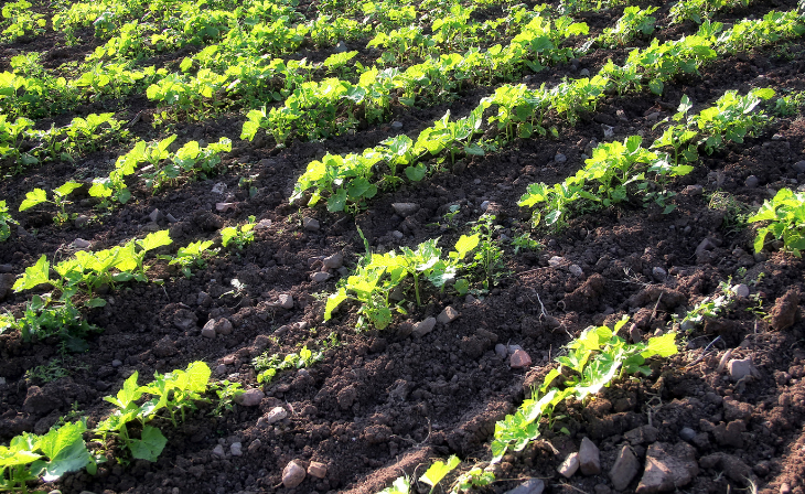 Langfos Rock Phosphate