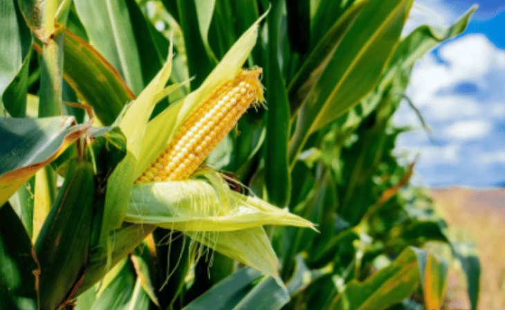 Langfos Organic Rock Phosphate