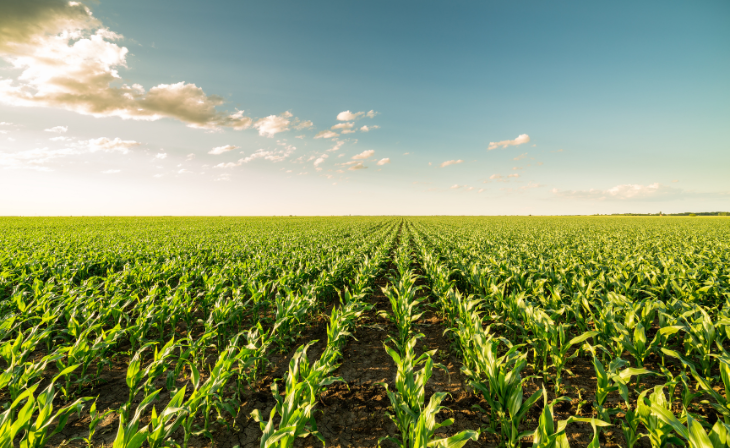 Langfos Maize Farming in the Western Cape