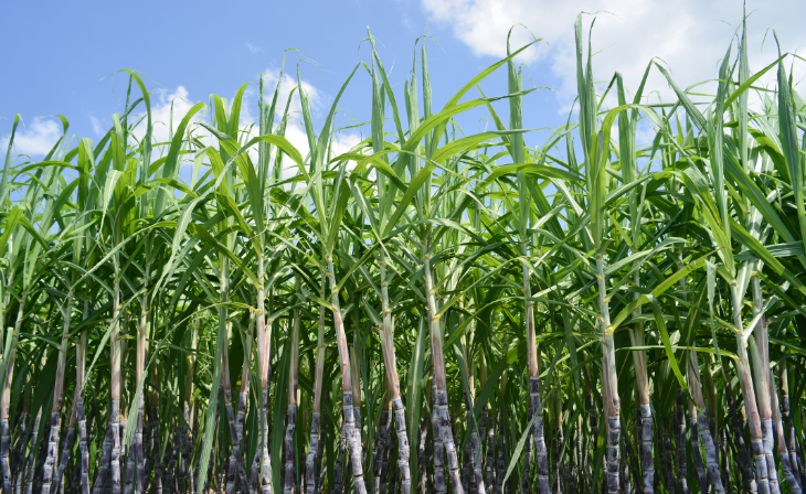 Langfos Growing and Harvesting Sugarcane in South Africa The Role of Organic Soft Rock Phosphate