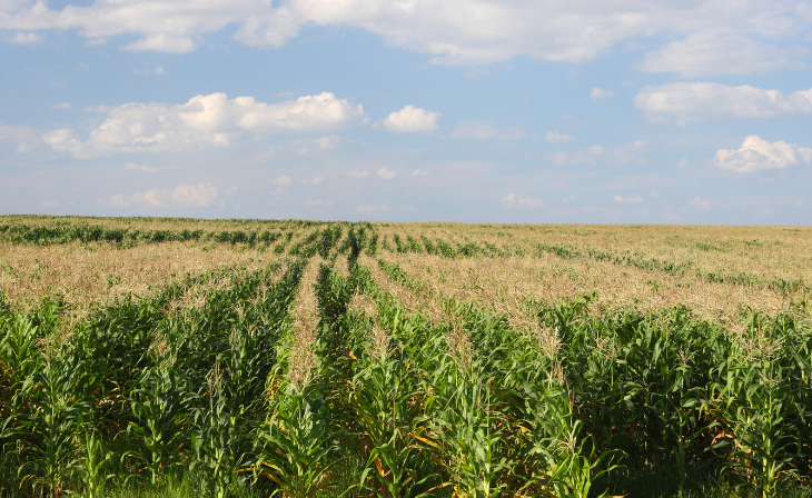 Langfos The Complete Guide to Maize Farming in the Free State
