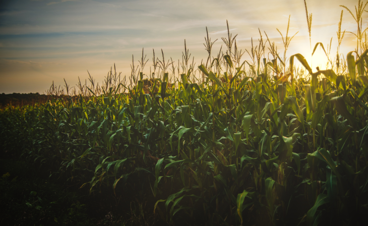 Langfos Organic Phosphate Fertilizer in South African Agriculture