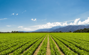 Langfos organic fertilizer South Africa