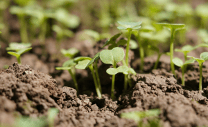 Langfos improve soil health organically